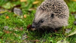 Hedgehog on grass