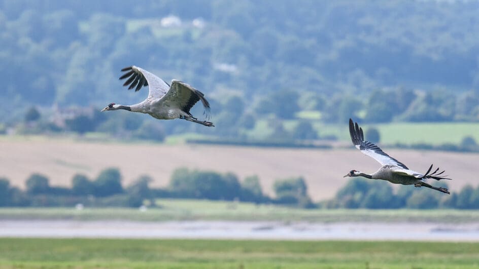 Common Crane (Grus grus) in flight