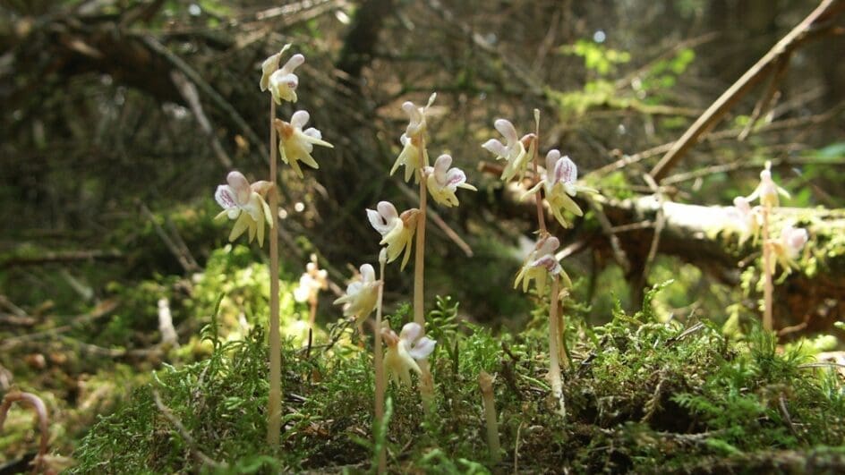 Ghost orchid Epipogium aphyllum