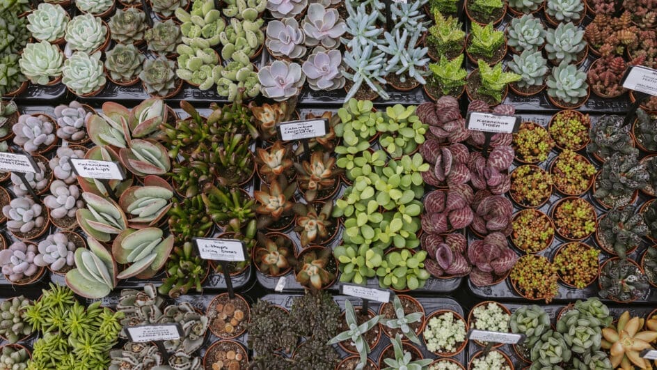 Trays of mixed plants for sale at the Spring Plant Fair and Orchid Show., RHS Garden Wisley