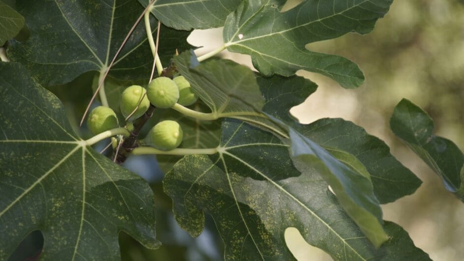 Fig tree with fruit