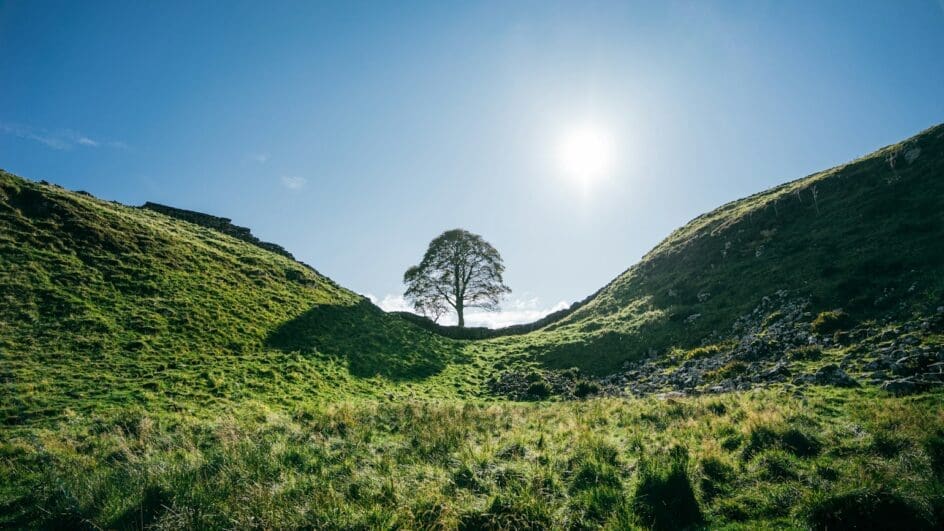 Sycamore gap tree