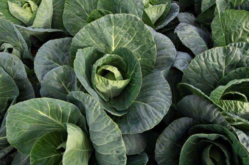 Cabbages