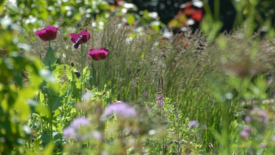 Garden designed by Petra Hoyer Millar