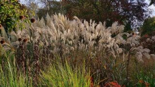 Miscanthus Sunset launched by Knoll Gardens