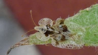 Plane tree bug