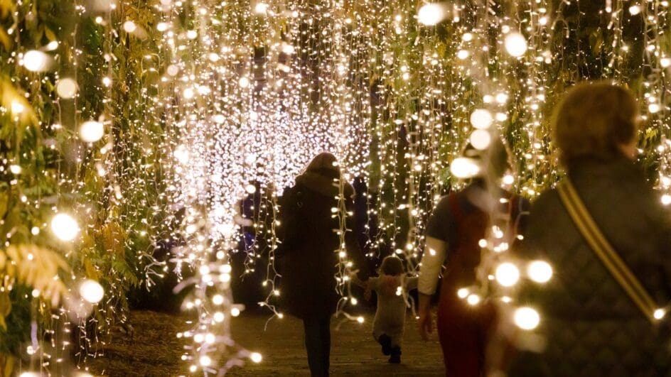 RHS 'Glow' at RHS Garden Wisley.