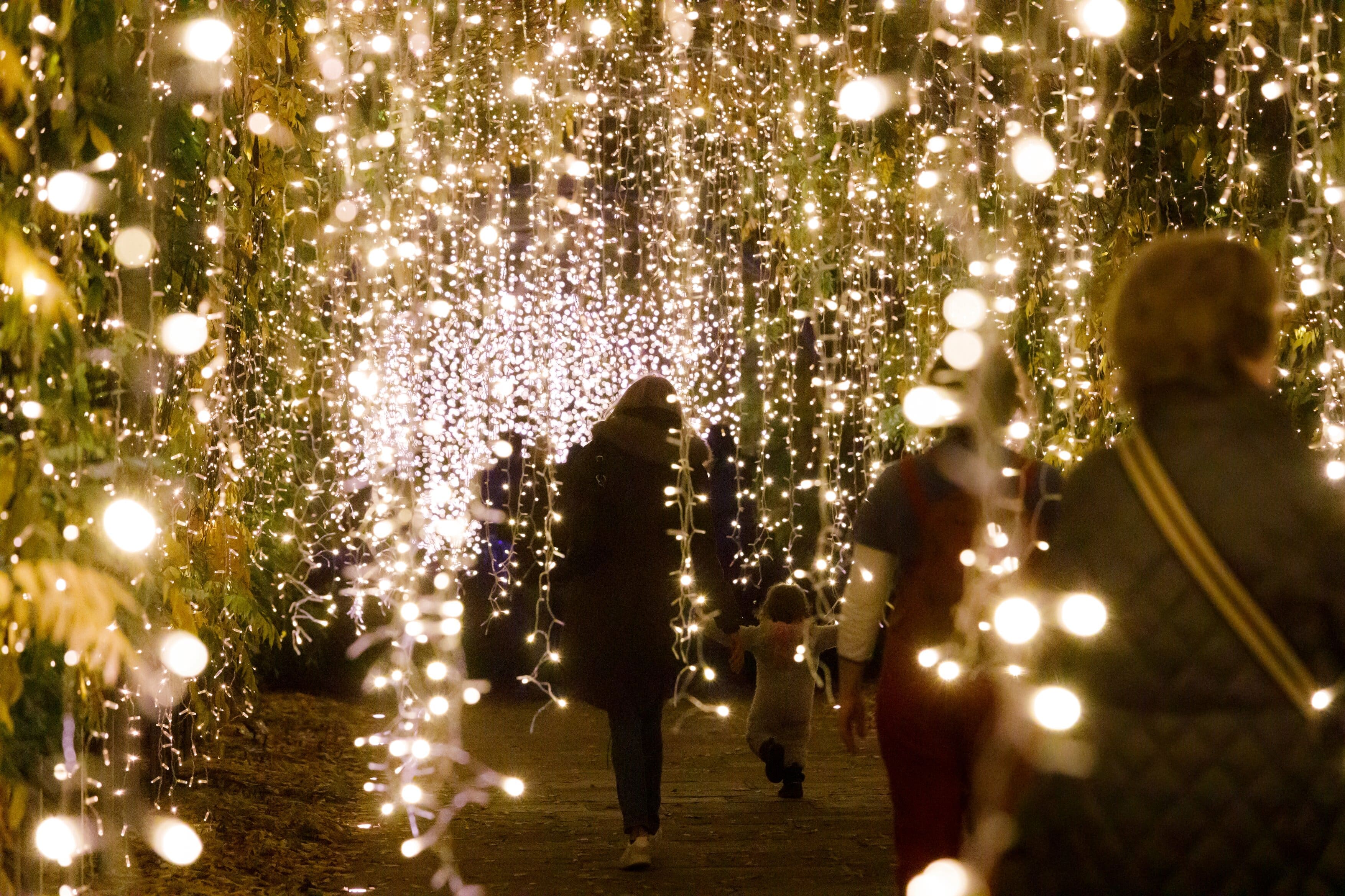 RHS 'Glow' at RHS Garden Wisley.