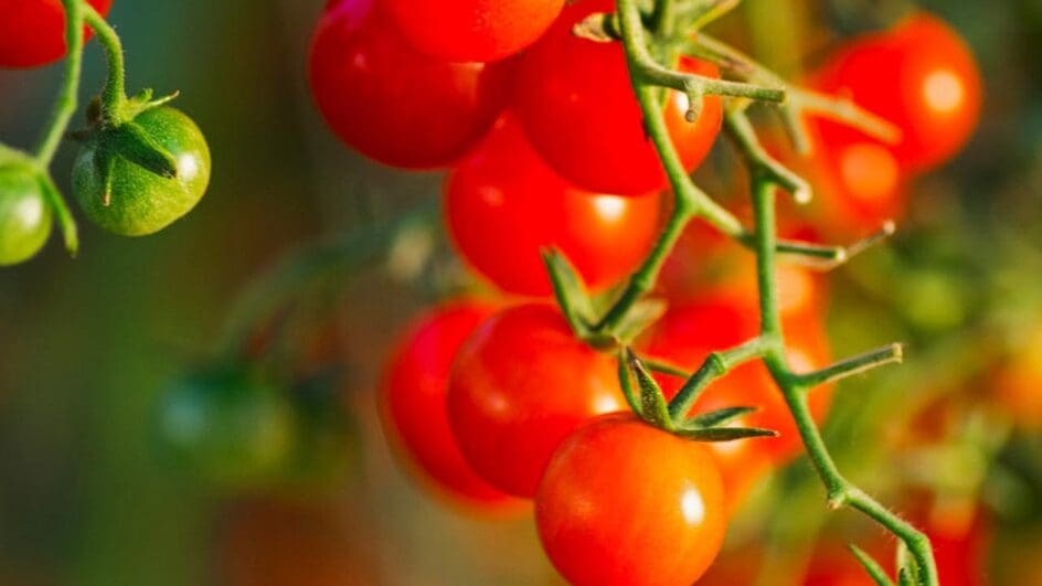 Solanum pimpinellifolium