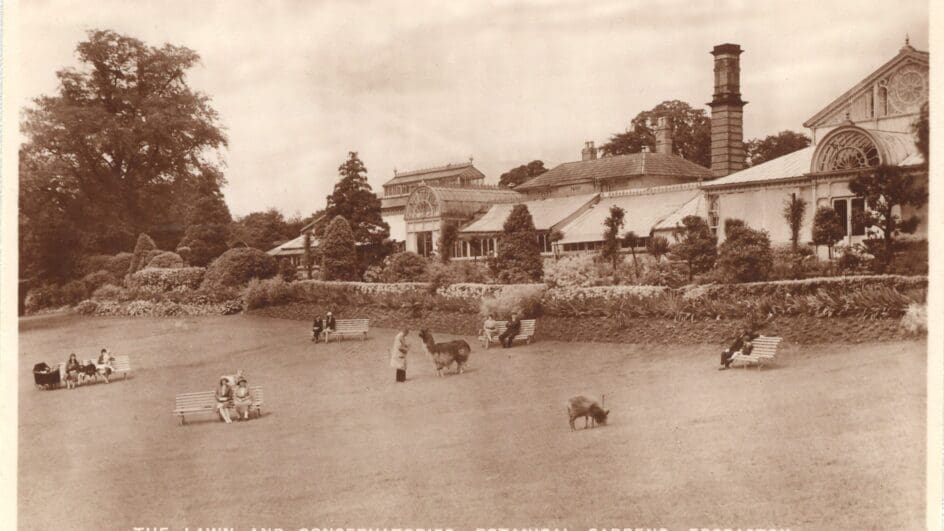 The-Lawn-and-Conservatories-BBG-Edgbaston-lamas-on-lawn-1920s