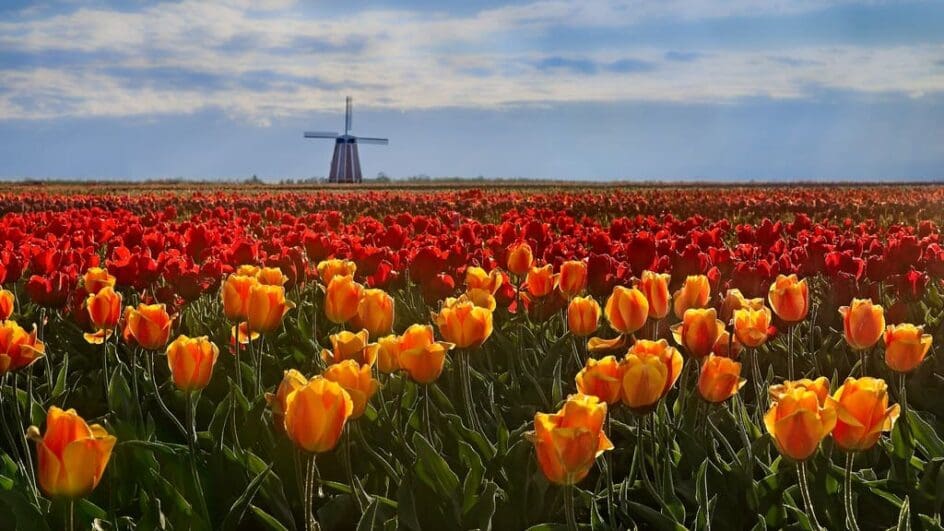 Dutch tulip fields with windmill