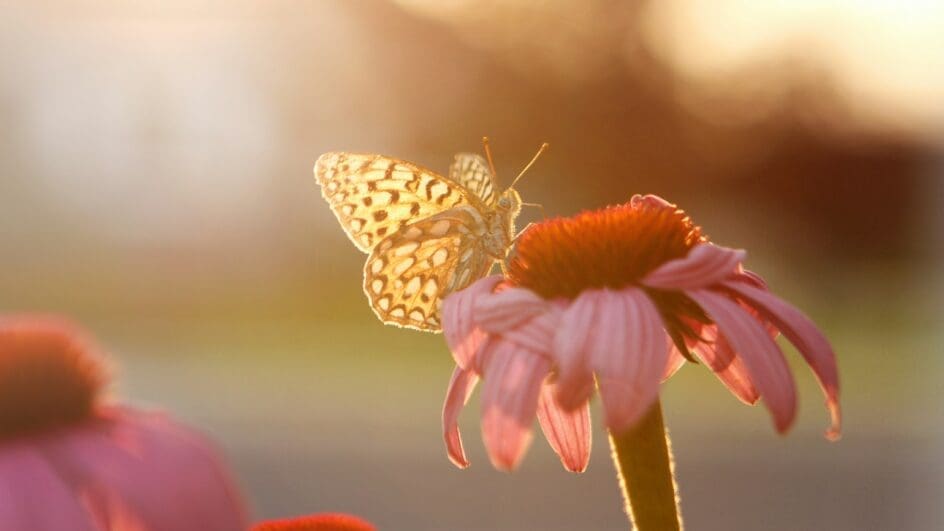 brown butterfly on flower