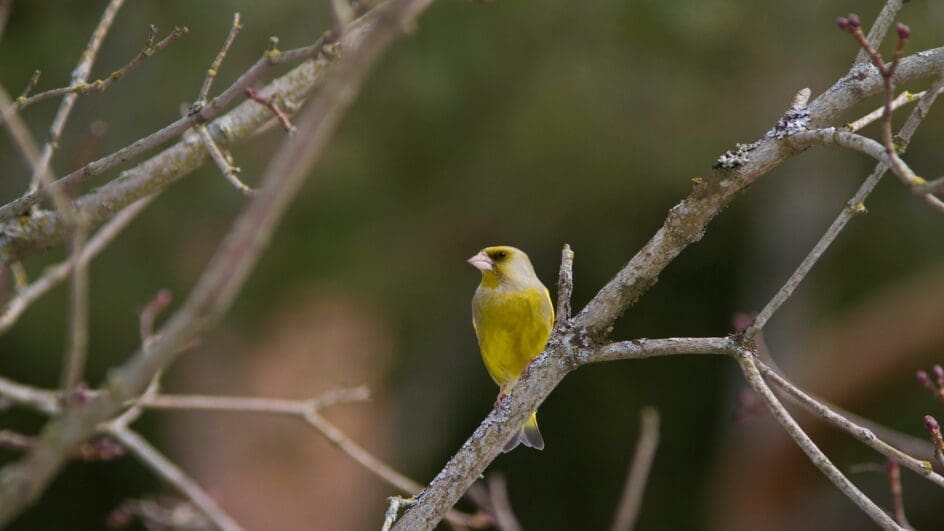 Green finch in a tree