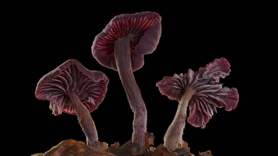 Image of special fungi