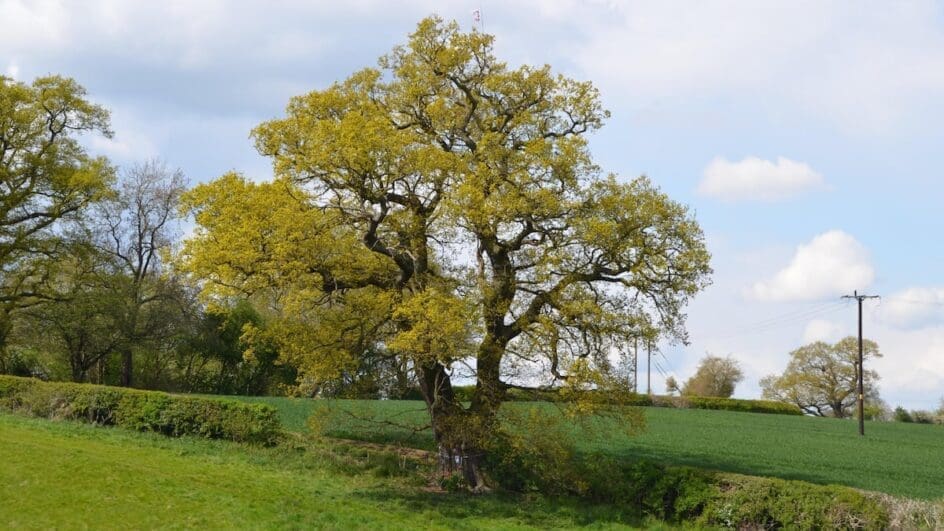 Darwin's Oak Tree