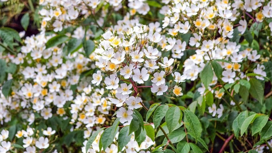 R. filipes 'Kiftsgate' Rambling Rose