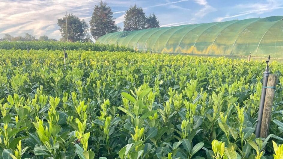 Joseph Rochford Gardens nursery and polytunnel