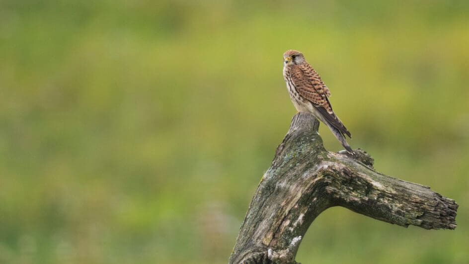 Kestrel (Falco tinnunculus) An adult perched on a log. Hesketh Out Marshes, RSPB Reserve, Southport, UK.