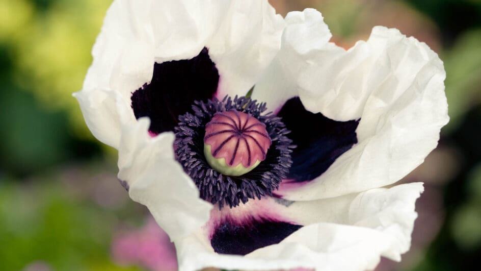 Papaver Orientale