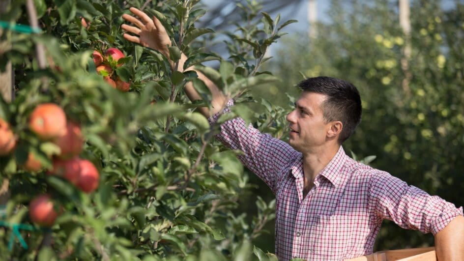 Seasonal apple pickers