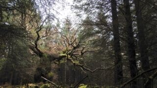 The Skipinnish Oak of Lochaber, Scotland is the 2024 UK Tree of the Year.