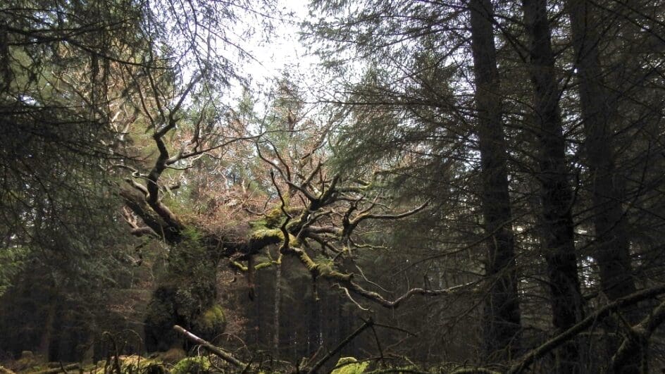 The Skipinnish Oak of Lochaber, Scotland is the 2024 UK Tree of the Year.