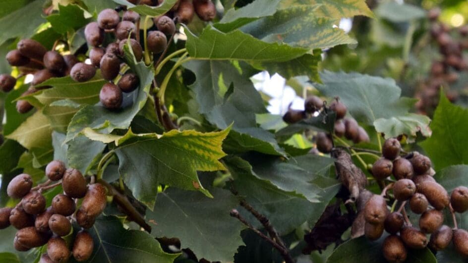 Sorbus torminalis