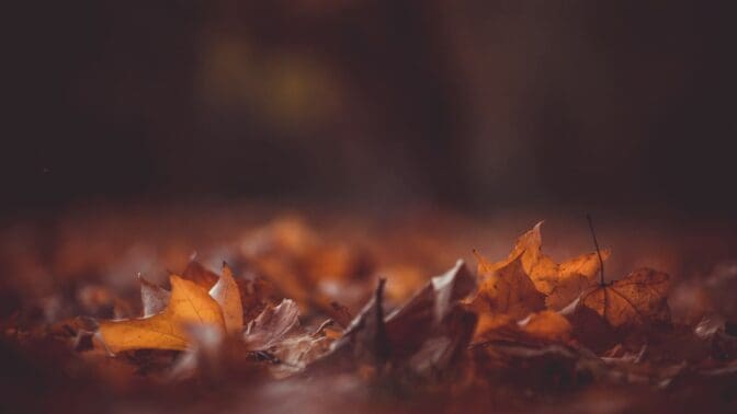 browning leaves on forest floor