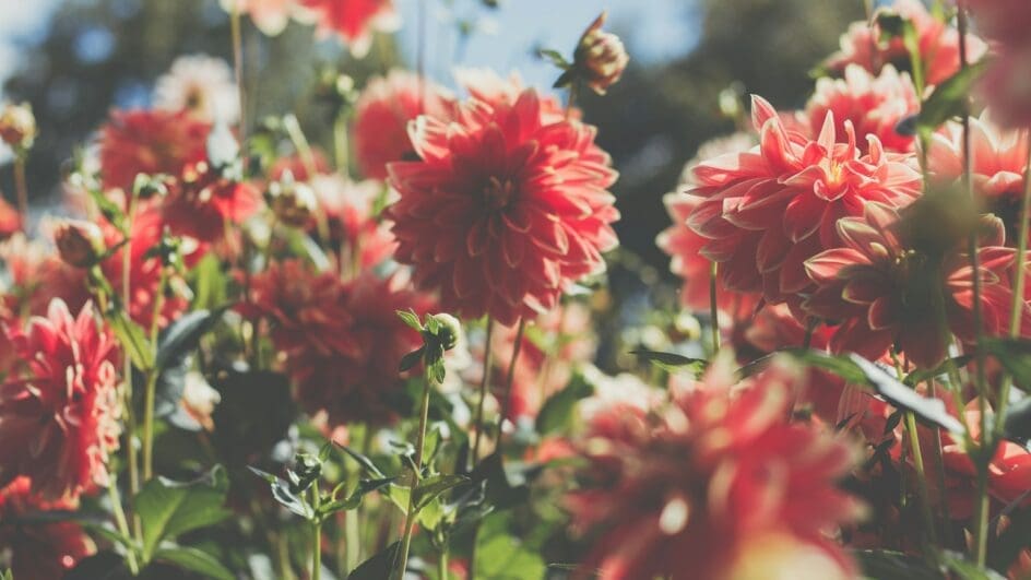 Dahlias growing in a garden