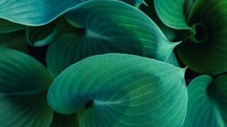 Hosta