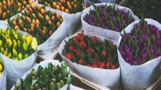 Tulips