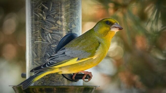 Green Finch on feeder