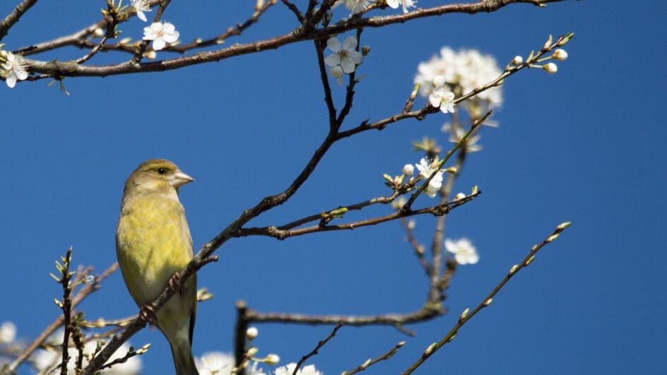 Green finch on a branch with blossom