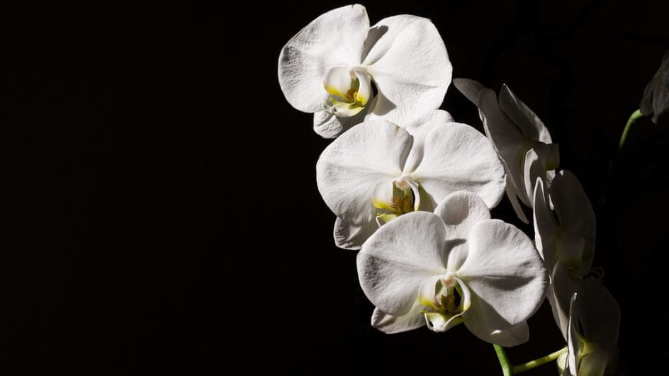 Phalaenopsis, the Moth Orchid