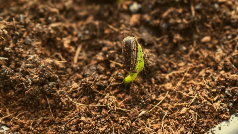 a close up of a seedling growing in compost