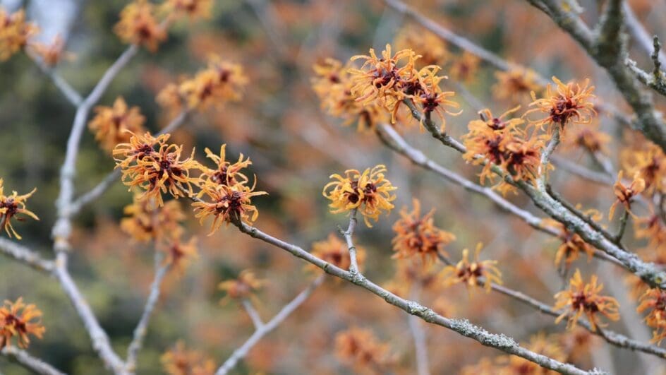 Hamamelis x intermedia 'Orange Peel'