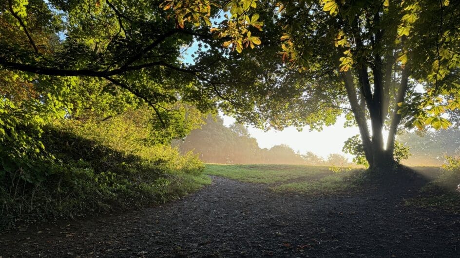 Trees at the Deddington Castle Grounds