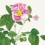 Rory McEwen - Rose Rosa Mundi
