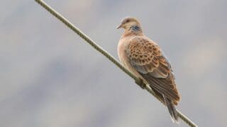 Turtle Dove