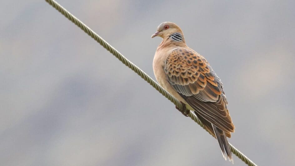 Turtle Dove