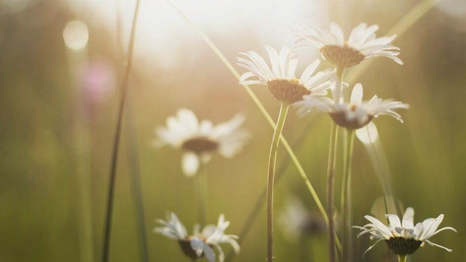 Daisies in a field