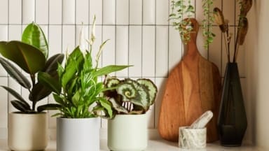 Houseplants in a kitchen