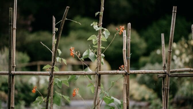 Allotment trellis for beans