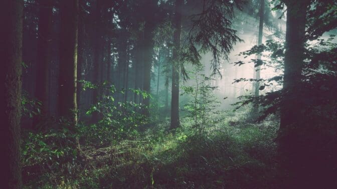 trees in a forest glistening with sun rays