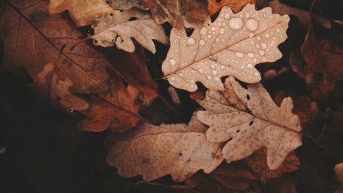 Autumn leaves from oak trees