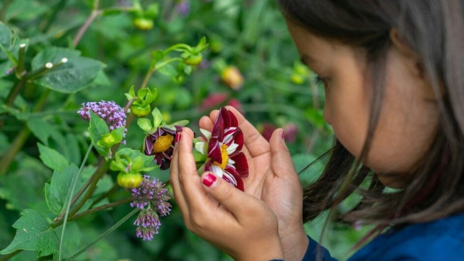 Child looking at flowers