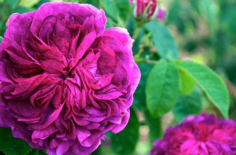 Charles de Mills Rose