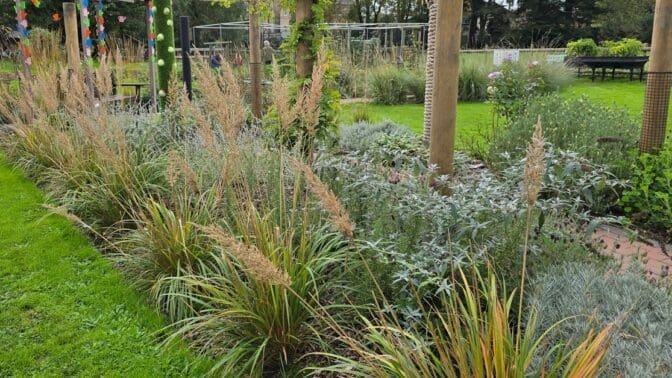 Grasses in Sensory Garden at Wimborne Comm Garden