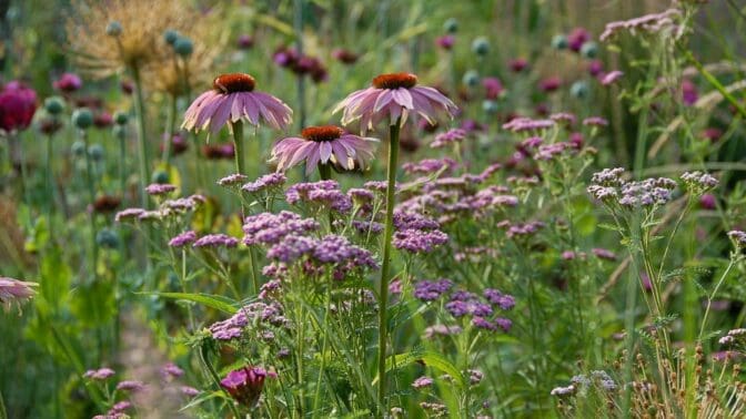 Herbaceous Border