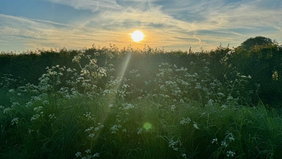 Cow parsley in front of a hedgerow (photo by Petra Hoyer Millar)